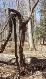 Huge vines.jpg