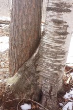 Interspeciesl tree.jpg