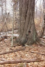 Massive tree.jpg