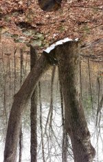 Walking tree.jpg