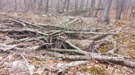 Cellar with tree dump.jpg Cellar with tree dump.jpg