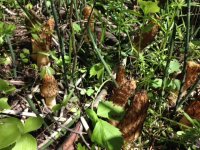 morels.JPG