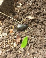 beetle in the dirt.jpg