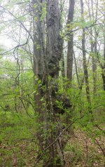 Deformed tree.jpg Deformed tree.jpg