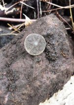 Dug star button.jpg