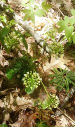 Flora.jpg