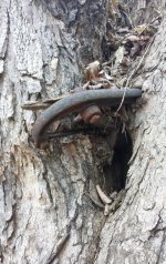 Pump in tree.jpg