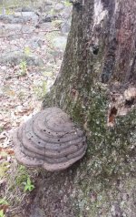 Shroomin.jpg Shroomin.jpg