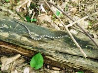 Baby snake.jpg