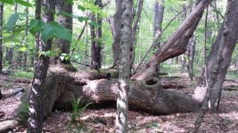 Crazy tree.jpg