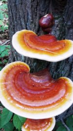 Pancake color close.jpg