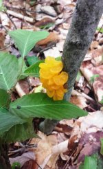 Yellow Fungus.jpg