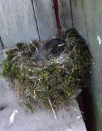 Brid nest.jpg