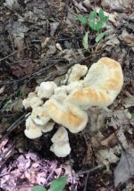 Fungus among us.jpg
