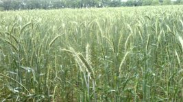 wheat.jpg wheat.jpg