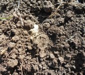 Rosie-Dirt.jpg