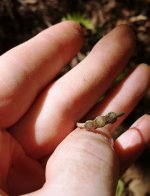 Dug Ring 2.jpg