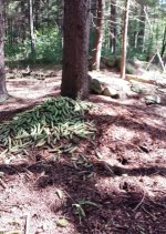 Pile O'pinecones 2.jpg
