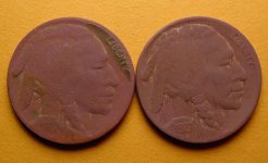 Buffalos-0818.jpg