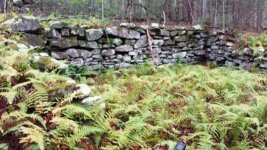 Barn and ferns.jpg Barn and ferns.jpg