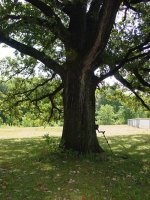 Tree.jpg