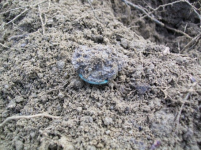 NOVE 6TH  HUNT WITH GARY LARGE ROSETTE 001 [].jpg.png