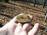 NOVE 6TH  HUNT WITH GARY LARGE ROSETTE 005 [].jpg.png