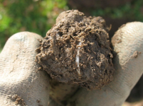 Silver in Clump 11-14.JPG.png