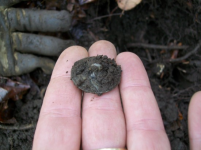NOV 17TH HUNT WITH FRANK SHOT MASS COPPER 003 [].jpg.png