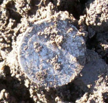 11-21-10c.jpg.png