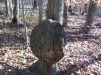 DEC 4TH  HUNT WITH ROGER  CELLAR HOLE SILVER 026 [].jpg