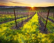 napa_valley.jpg