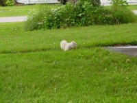 WhiteSquirrel_zps6bf6cd45.jpg WhiteSquirrel_zps6bf6cd45.jpg