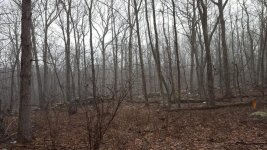 March 25th woods.jpg