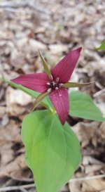 Red Terillium flower.jpg