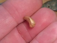 Gold tooth.jpg Gold tooth.jpg