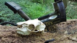 July 27th  skull.jpg