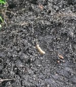 In dirt.jpg