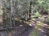 forest.jpg