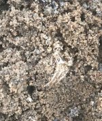 gold in sand.jpg