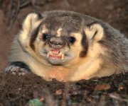 badger.jpg