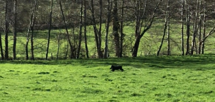 wild pig.png