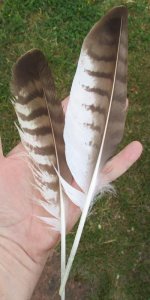 IMG_1397.jpg