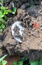 dirt 1.jpg dirt 1.jpg
