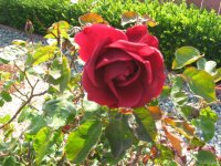 IMG_1140.jpg