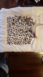 SC fossilized shark teeth.jpg SC fossilized shark teeth.jpg