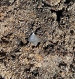 silver dirt.jpg
