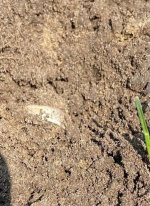 ring dirt.jpg