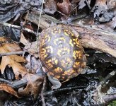 box turtle.jpg