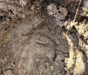 Copper on edge 2.jpg